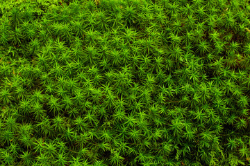 Closeup of green moss seen up close