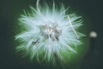 Fototapeten dandelion seed head © Supanat Chanthra