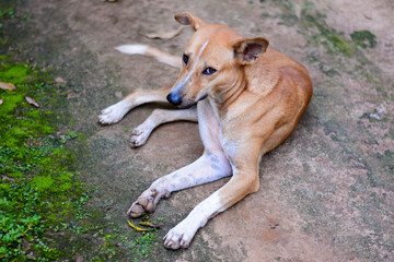 stray dog