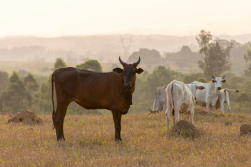 brown nelore cattle in the pasture