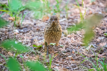 The common redstart, Phoenicurus phoenicurus, young bird, is sitting on a ground against a blurred background.
