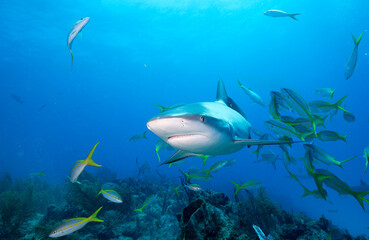 Caribbean reef shark in the blue sea water.
