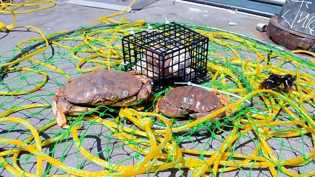 crab in the green fishing net, illegal marine fishing, plastic mesh closeup,  environment diversity