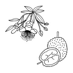 Durian, fruit and flower.. Vector stock illustration eps10. Outline, isolate on white background. Hand drawn.