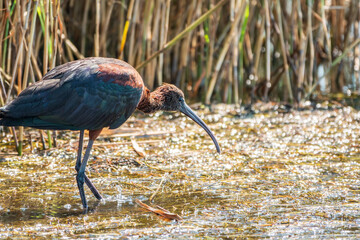 The glossy ibis, latin name Plegadis falcinellus, searching for food in the shallow lagoon.