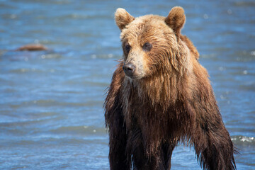 Fototapeta premium Brown bear of Kamchatka, Russia