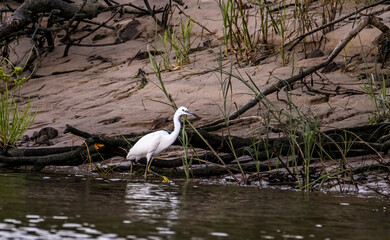 great blue heron