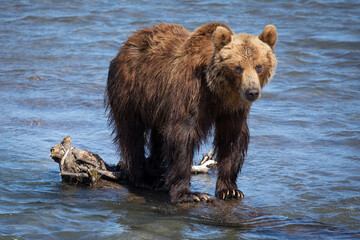 Naklejka na ściany i meble Brown bear of Kamchatka, Russia