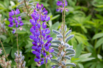 garden lupin also large-leaved lupin (in german Vielblättrige Lupine also Stauden-Lupine) Lupinus polyphyllus