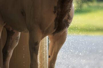 Horse Getting Bath
