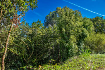 like a pilgrim doing the camino portugues to santiago