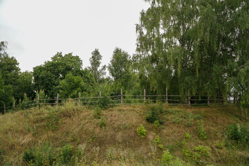 Obraz premium landscape with trees