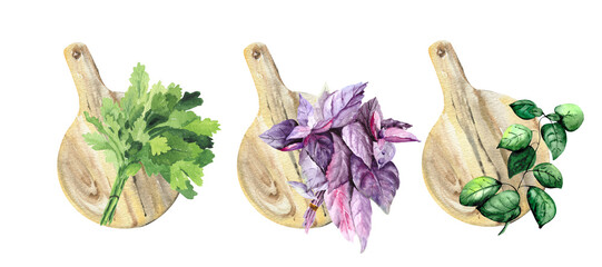 Watercolor drawing: green and purple basil, a bunch of parsley on the background of wooden cutting boards for kitchen design, books, textiles, office and packaging.