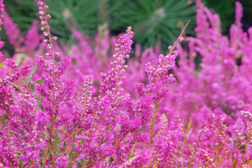 Calluna vulgaris is blooming. Purple pink common heather. Landscape plant heather. Nature floral background.