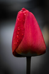 Wassertropfen auf Tulpe