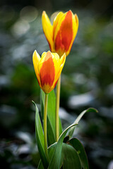 Nahaufnahme von Tulpen