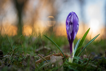 Nahaufnahme Krokus beim Sonnenuntergang