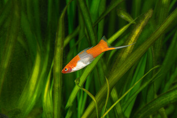 Red swordtail in fish tank. Xiphophorus is one of the most popular freshwater aquarium fish species.