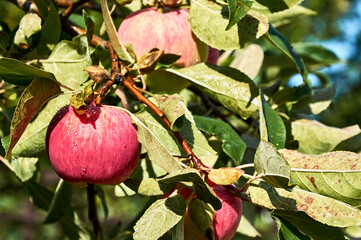 Red apples on the branches of an apple tree after the rain