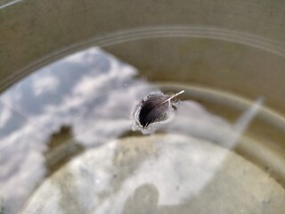 A small wing of a sparrow,Images of sparrow feather in hand and water,A sparrow's feather,A...