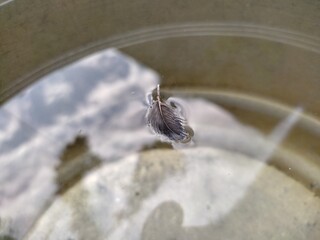 A small wing of a sparrow,Images of sparrow feather in hand and water,A sparrow's feather,A...