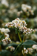 Flowering buckwheat close-up. Macro shot. High quality photo