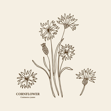 Hand drawn cornflower branch illustration