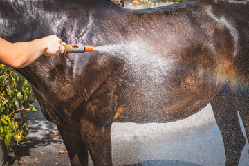 Pferd abspritzen © Petra Fischer