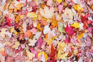 A pile of warm colored leaves in fall fill the frame