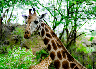 Giraffe one of the most tallest mammals leaving in east African forest. These are animals that have been set apart to protect them from poachers