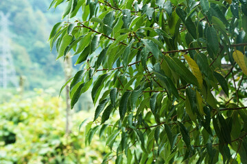 Close up photography of the foliage of a peach tree