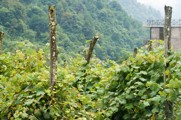 Rows of vineyards for winemaking