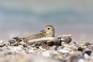 The European golden plover (Pluvialis apricaria), winter plumage, Italy. 