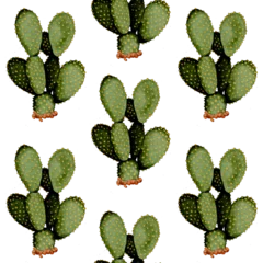 Raamstickers Cactus Ornament met cactussen, cactus, voor behang of inpakpapier. Naadloos motief. vintage patroon. Kleurrijk verslag. Kleurrijk