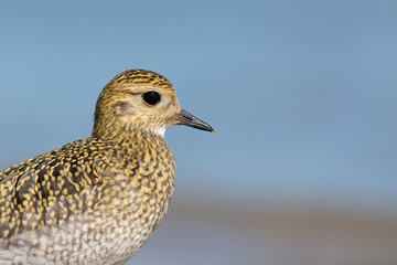 The European golden plover (Pluvialis apricaria), winter plumage, Italy. 