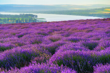 Plakat a lavender field blooms on a hill, a river and a forest in the distance, the sunset shines yellow in the sky, a beautiful summer landscape