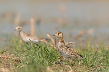 The European golden plover (Pluvialis apricaria), winter plumage, Italy. 