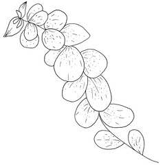 Wedding line pencil flowers and leaves.
