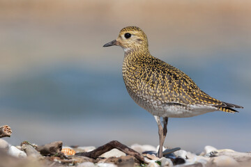 Obraz premium The European golden plover (Pluvialis apricaria), winter plumage, Italy. 