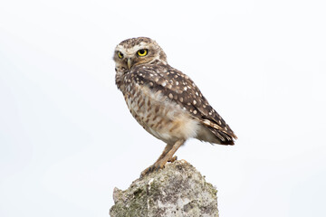 Brurrowing Owl