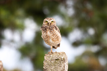 Owl perched