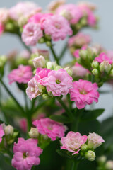 close up of pink kalanchoe