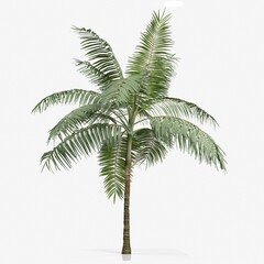 Fototapeta na wymiar 3d rendering of a palm tree