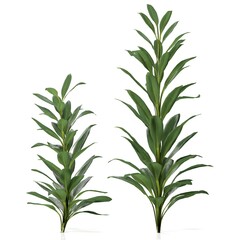 3d rendering of a cordyline glauca plant