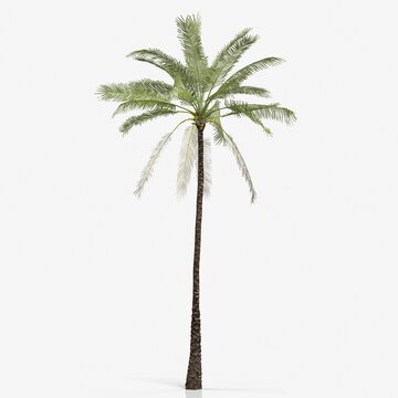 3d rendering of a palm tree
