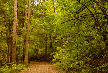 Fototapeta na wymiar Path in the forest in autumn