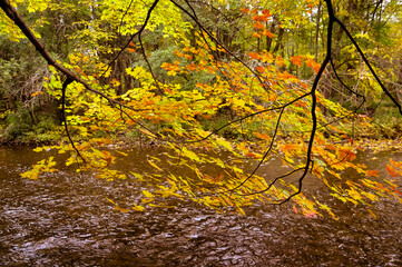 Autumn leaves over flowing water in the forest