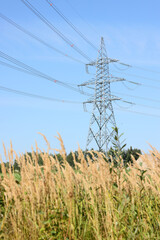 Power lines in the field