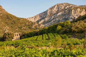 vineyards in the wine region Languedoc-Roussillon, Roussillon, France
