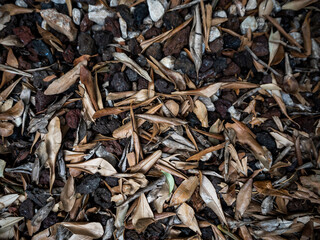 imagen textura suelo de piedras blancas y negras con hojas de olivo secas